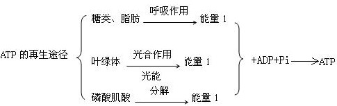 高一生物新陈代谢与ATP教学设计